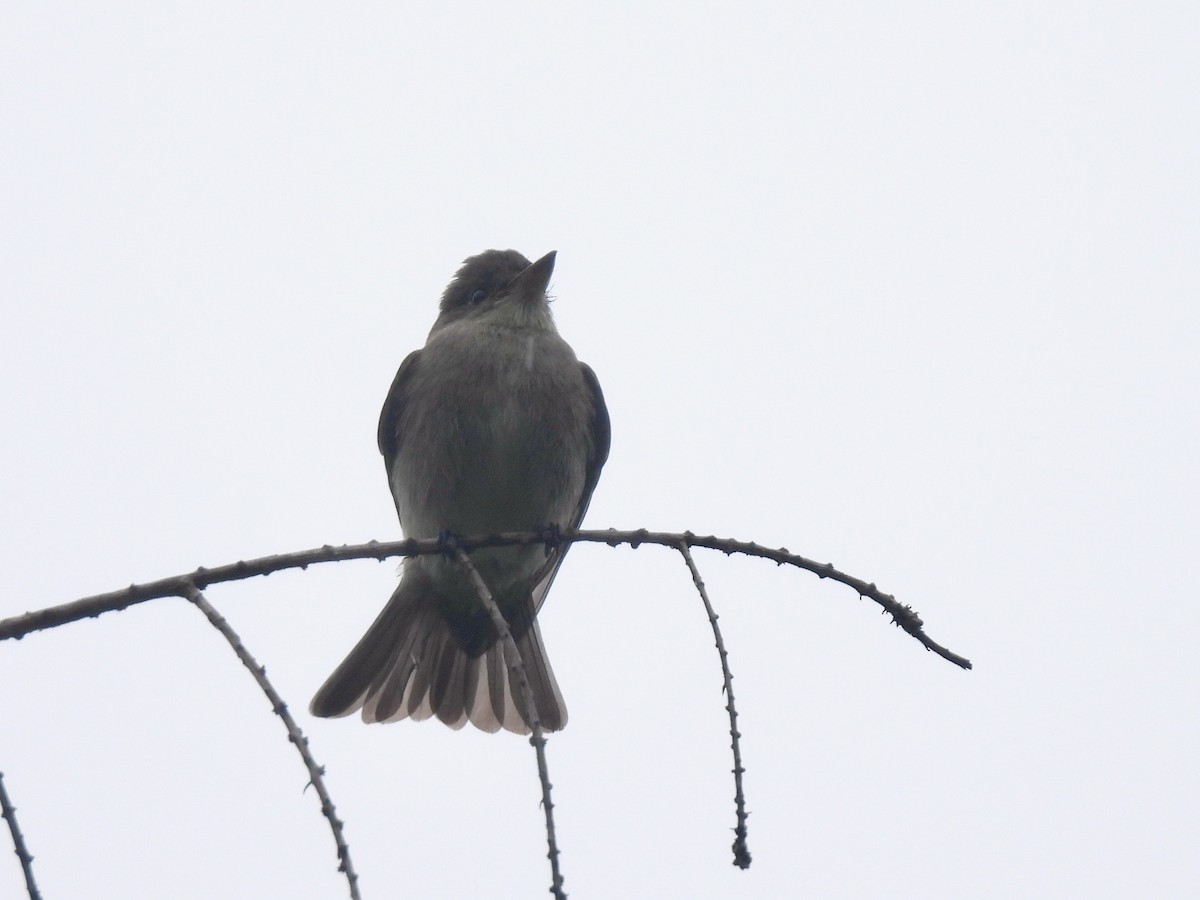Western Wood-Pewee - ML643528248