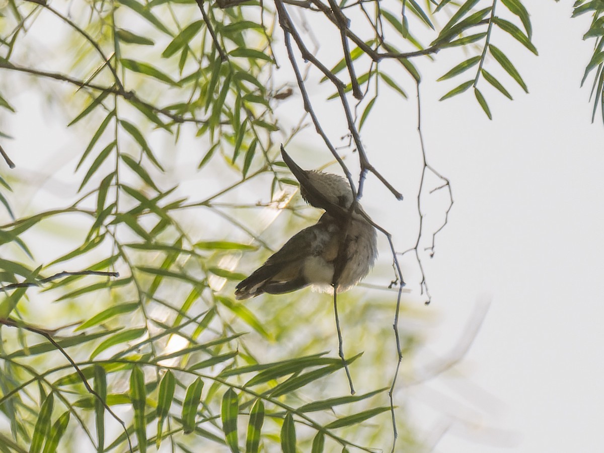 Ruby-throated Hummingbird - ML643528249
