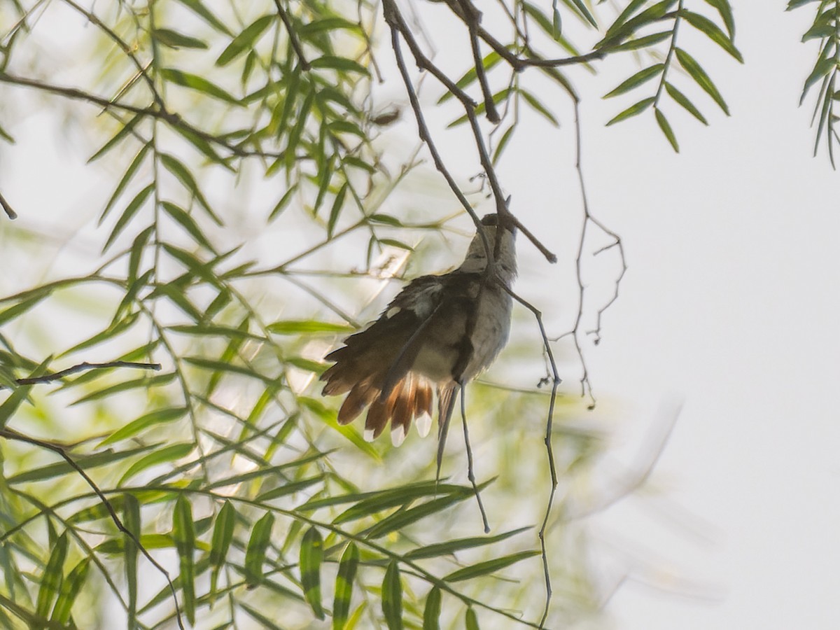 Ruby-throated Hummingbird - ML643528250