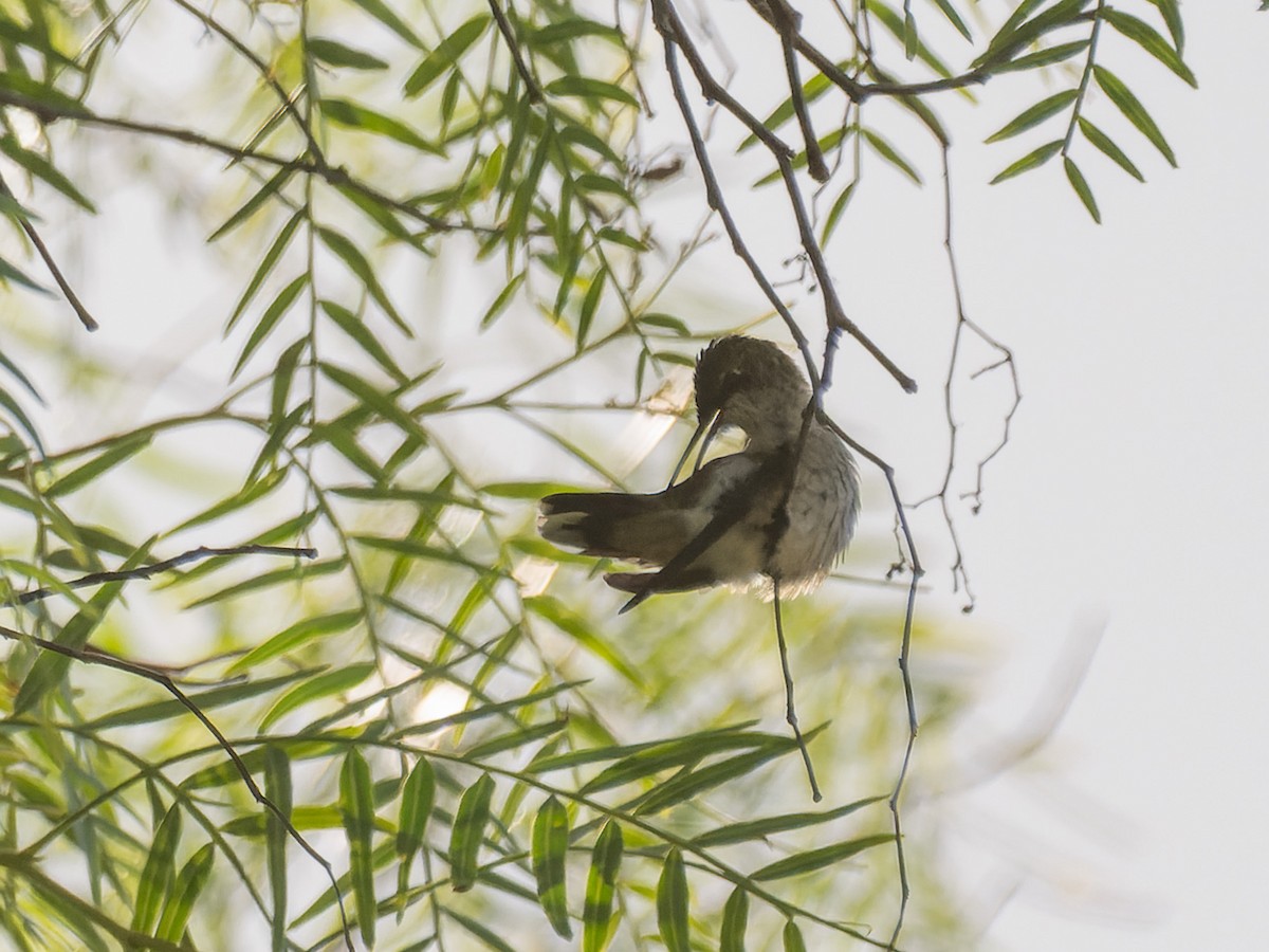 Ruby-throated Hummingbird - ML643528251