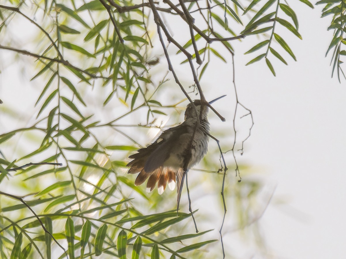 Ruby-throated Hummingbird - ML643528252