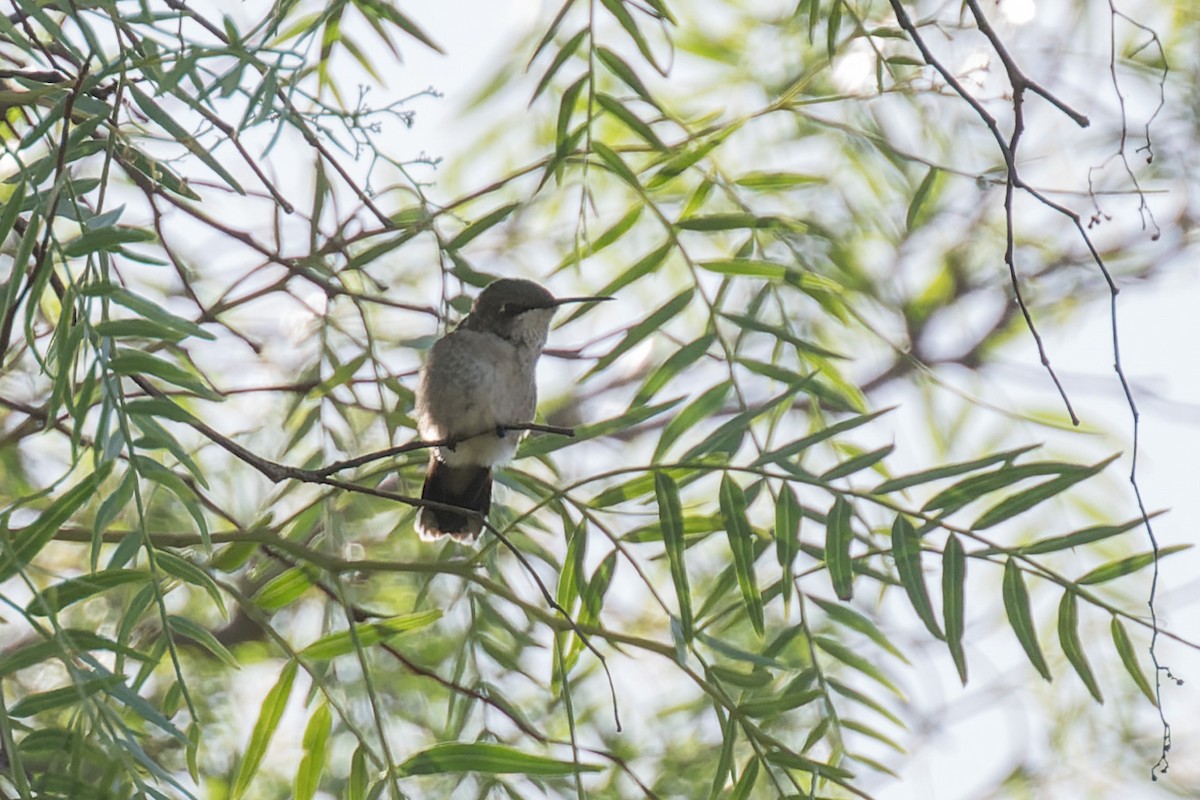 Ruby-throated Hummingbird - ML643528253