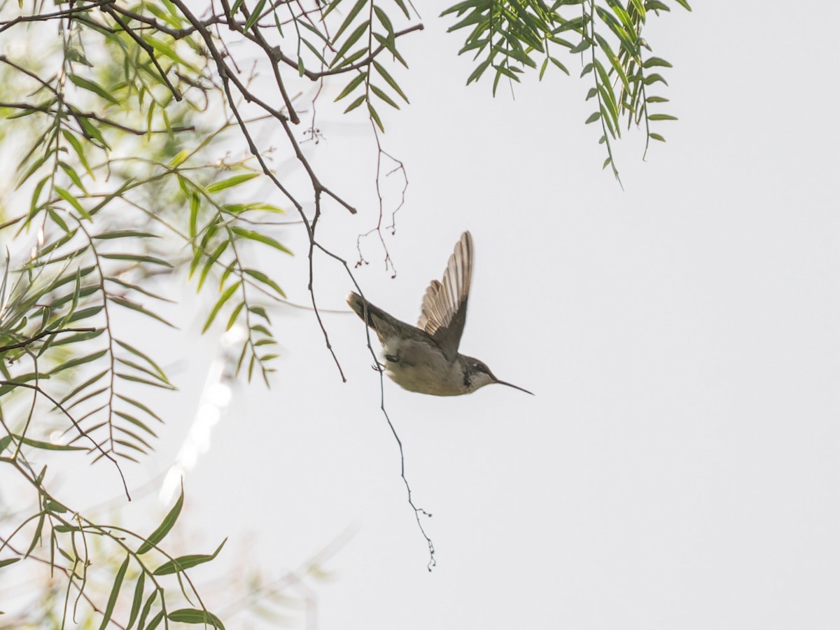 Ruby-throated Hummingbird - ML643528254