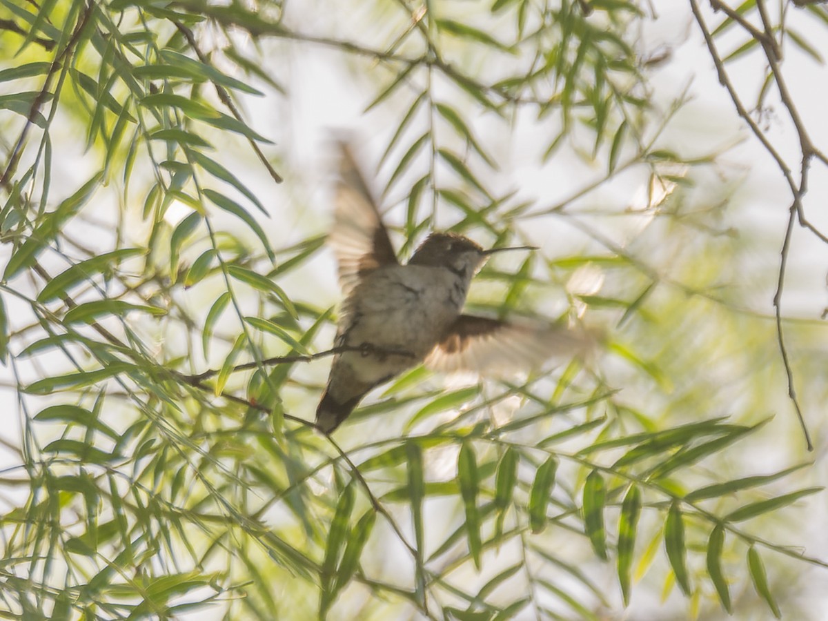 Ruby-throated Hummingbird - ML643528255