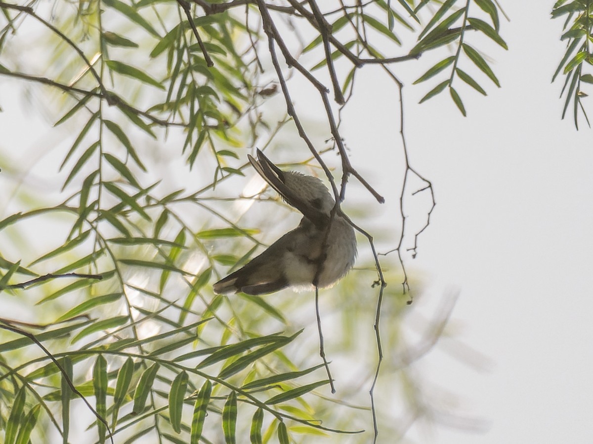 Ruby-throated Hummingbird - ML643528256