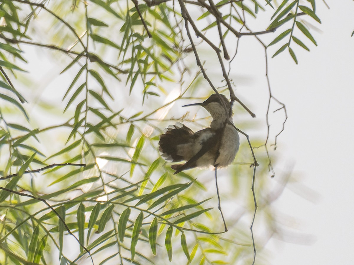 Ruby-throated Hummingbird - ML643528257