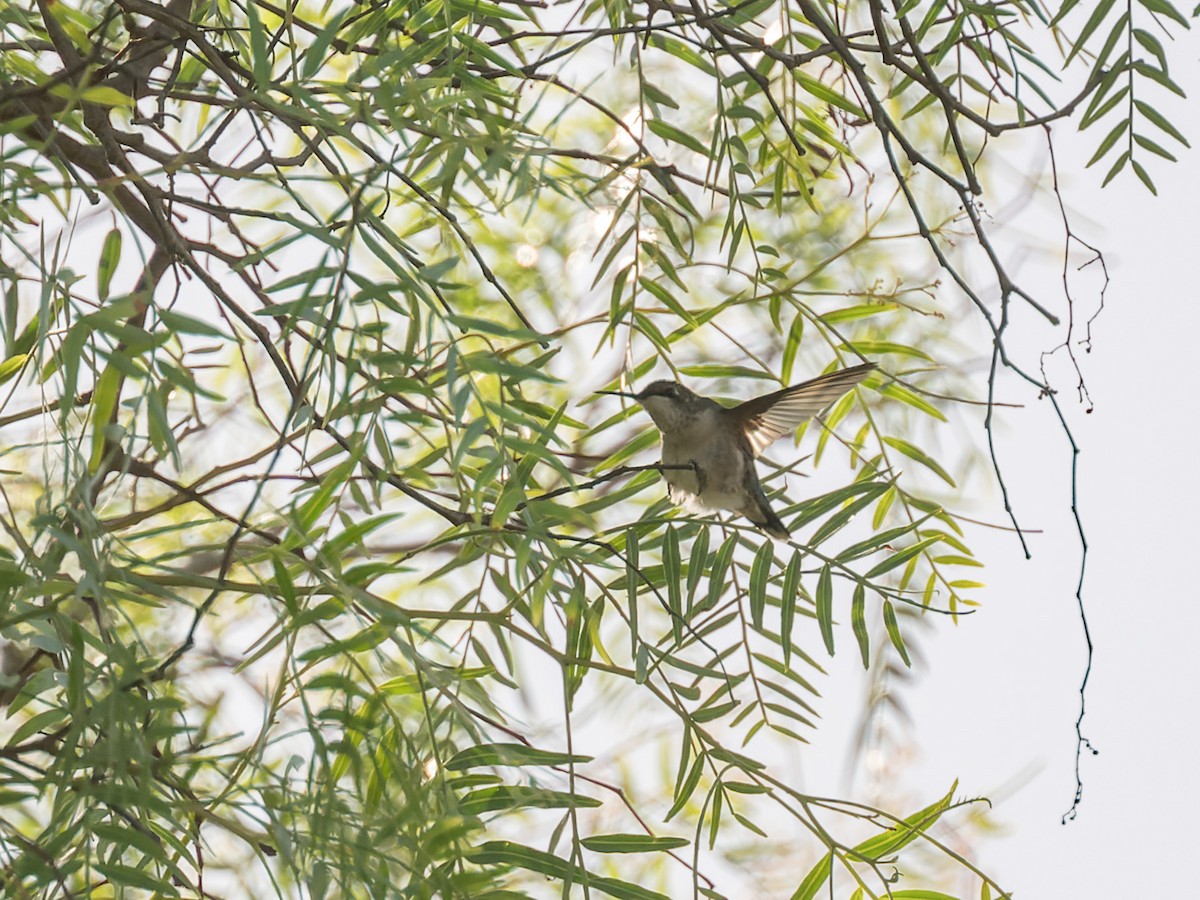 Ruby-throated Hummingbird - ML643528258