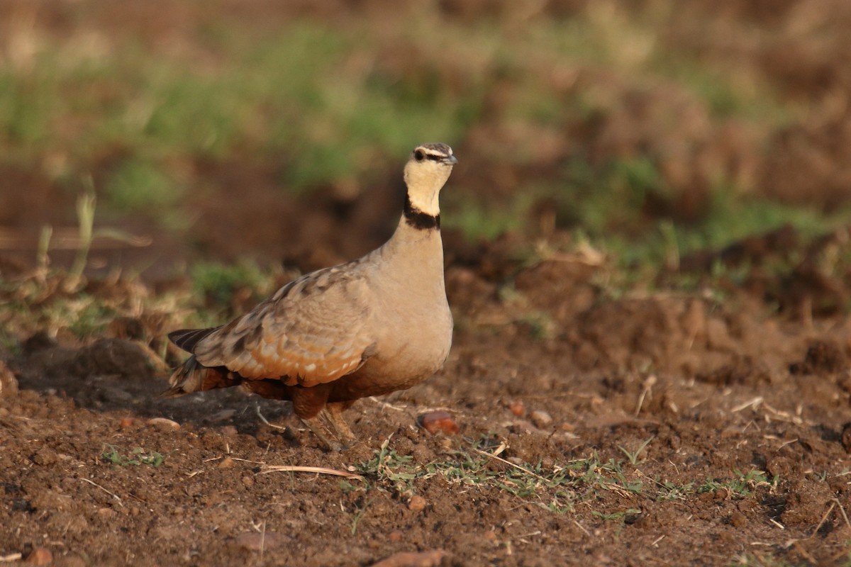 Yellow-throated Sandgrouse - ML643528267