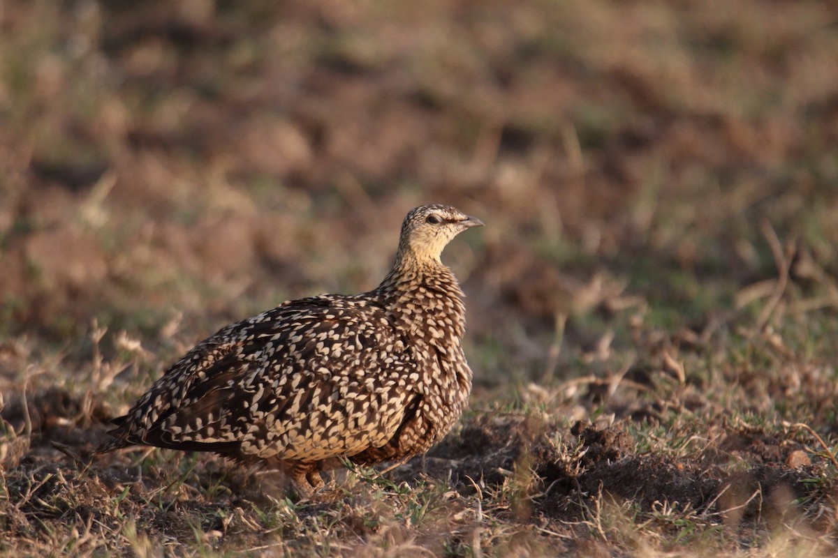 Yellow-throated Sandgrouse - ML643528270