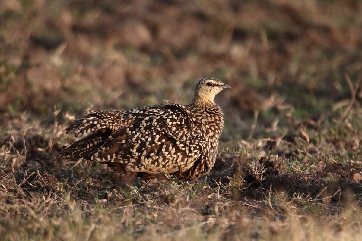 Yellow-throated Sandgrouse - ML643528272