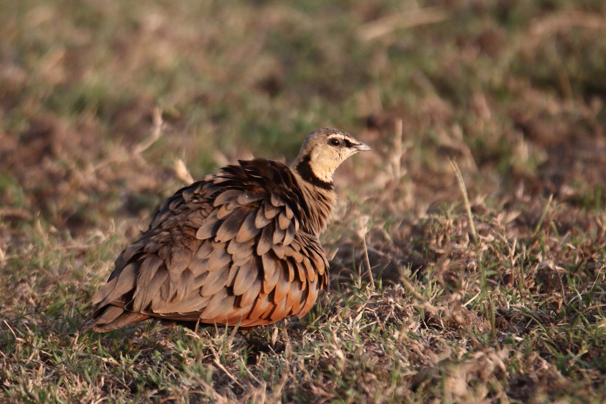 Yellow-throated Sandgrouse - ML643528273