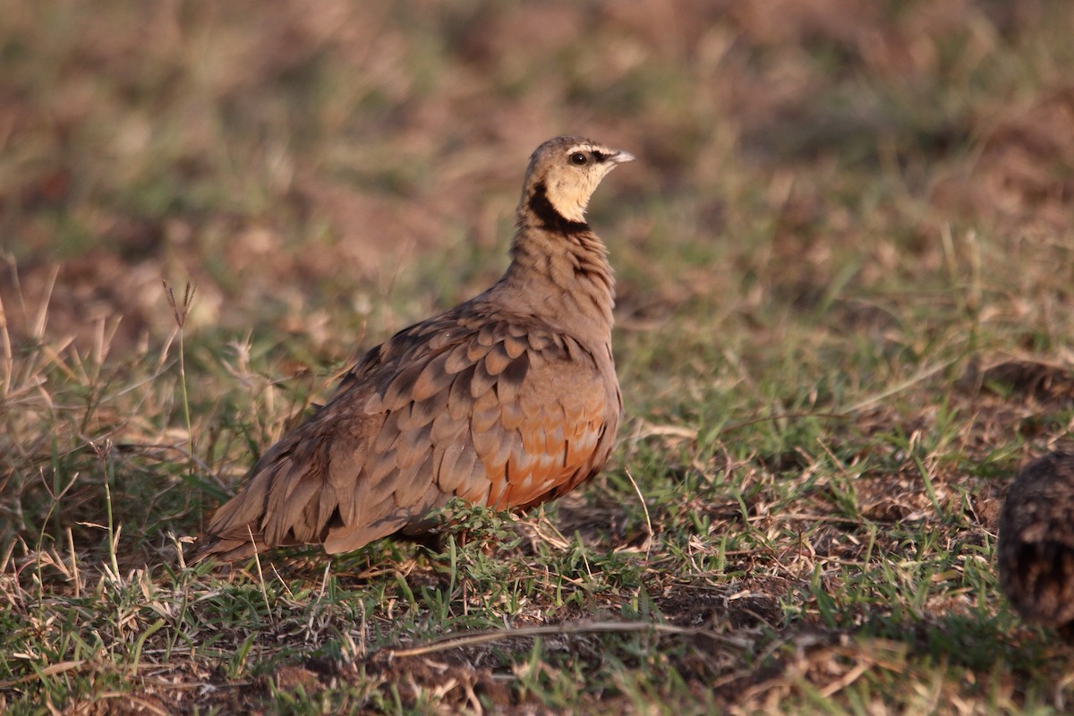 Yellow-throated Sandgrouse - ML643528274