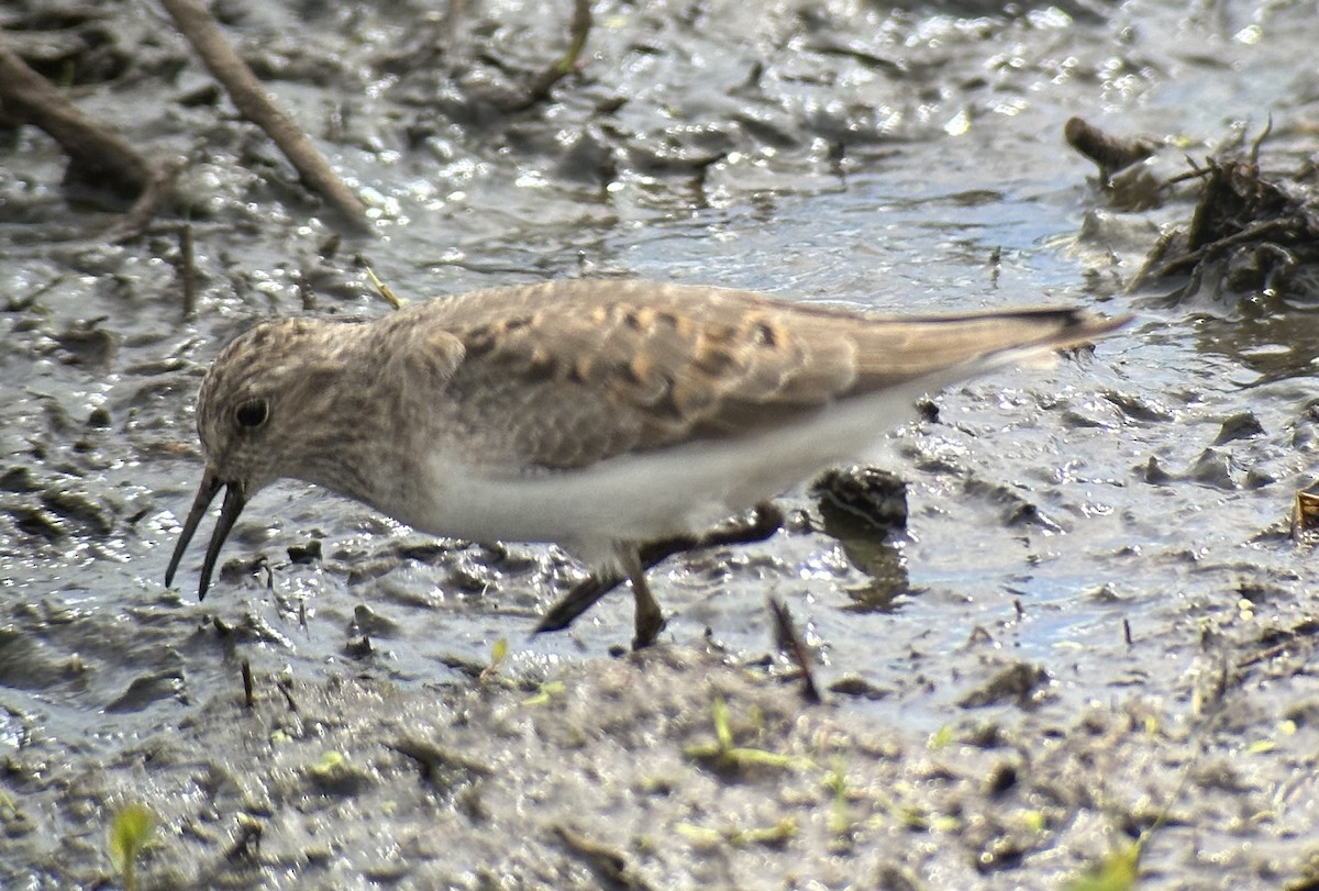 Temminck's Stint - ML643528278
