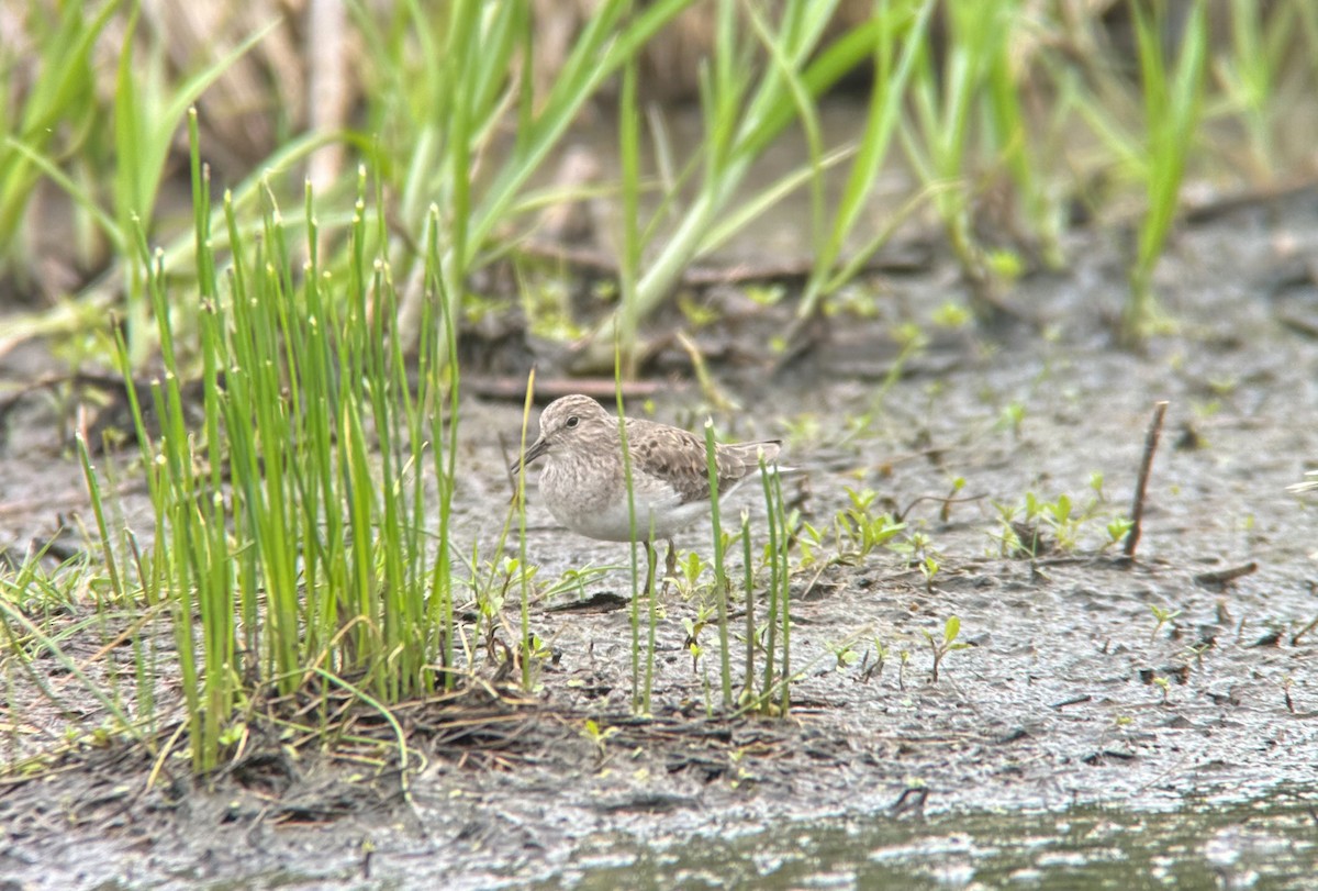 Temminck's Stint - ML643528279