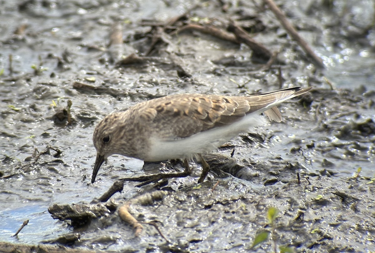 Temminck's Stint - ML643528280