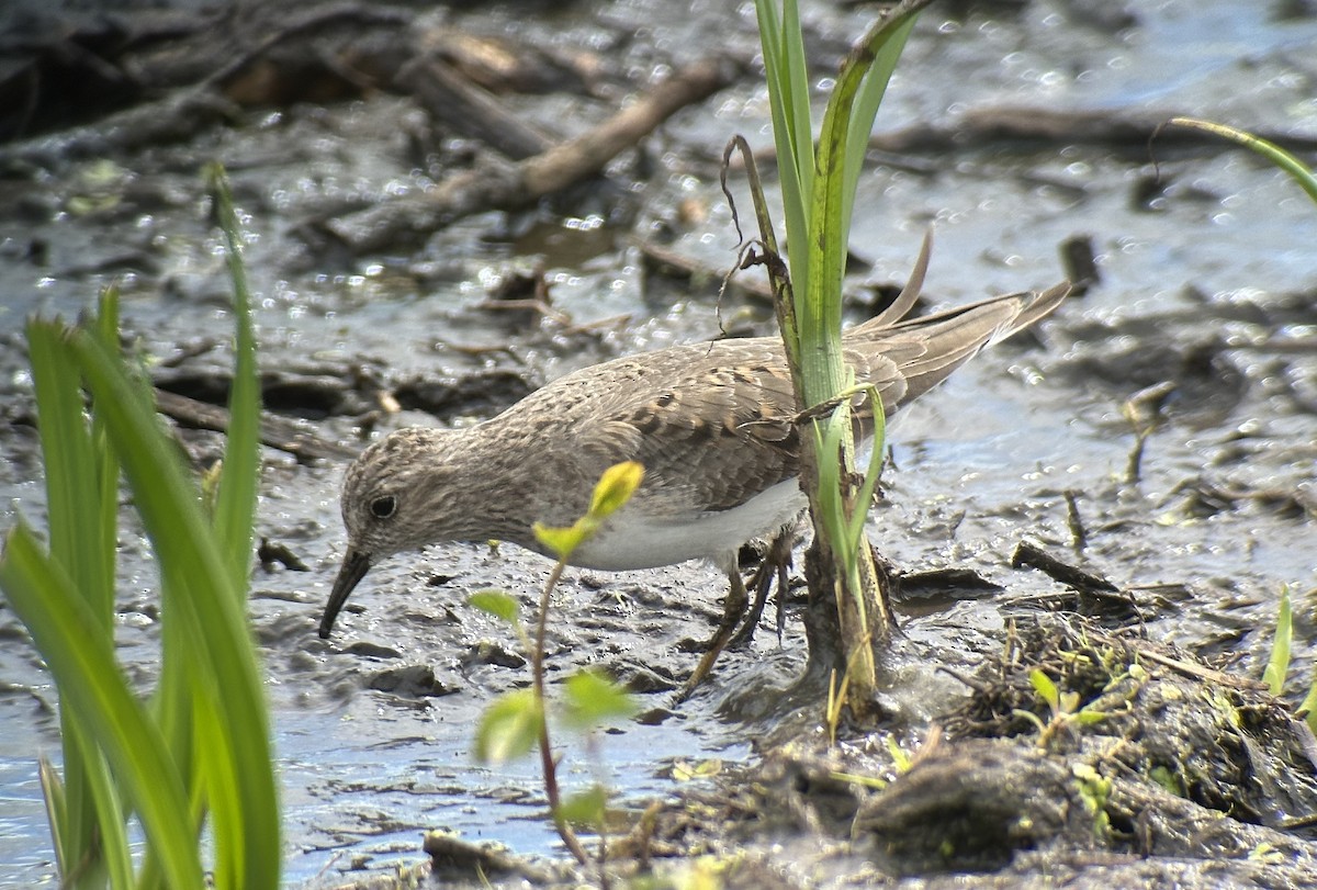 Temminck's Stint - ML643528281