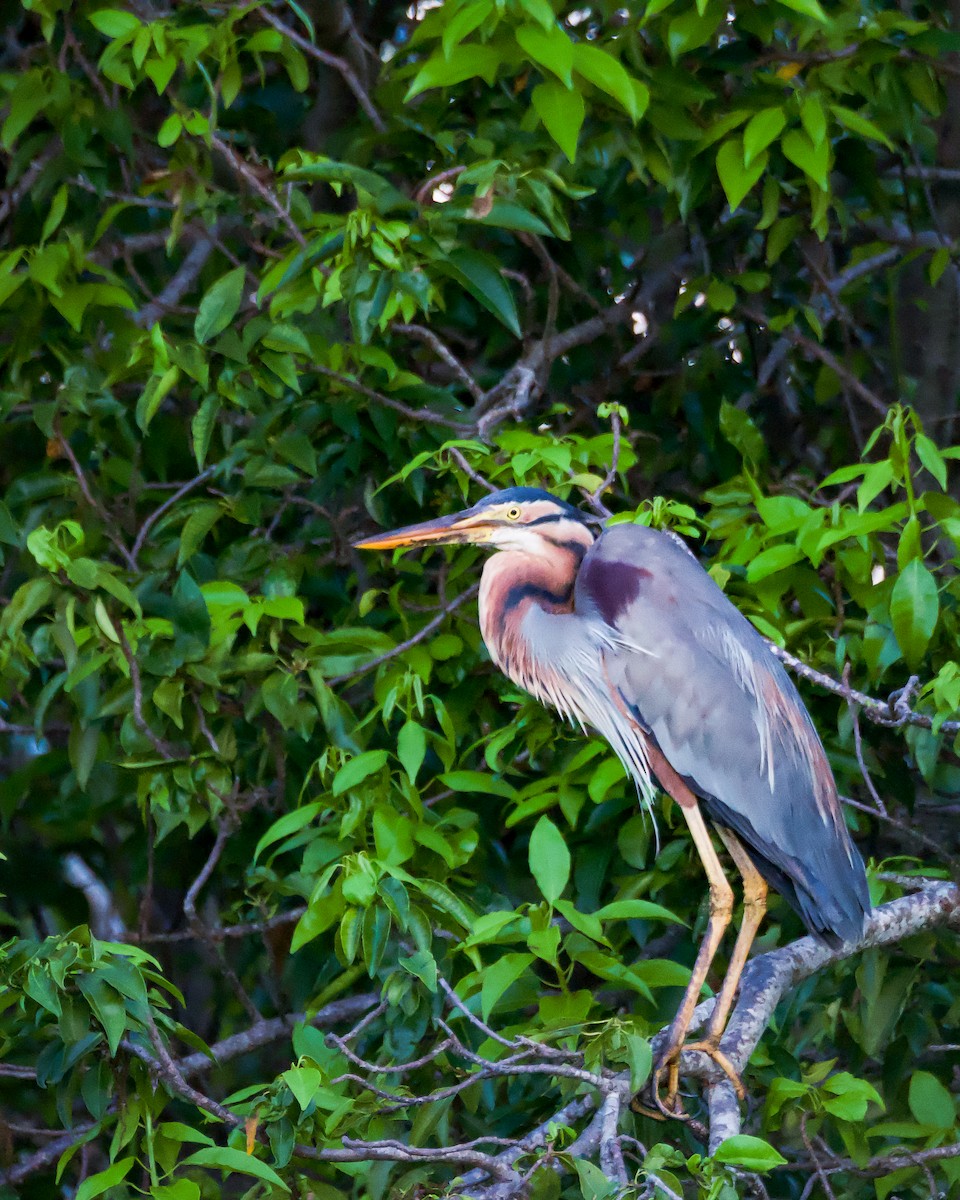 紫鷺 - ML643528300