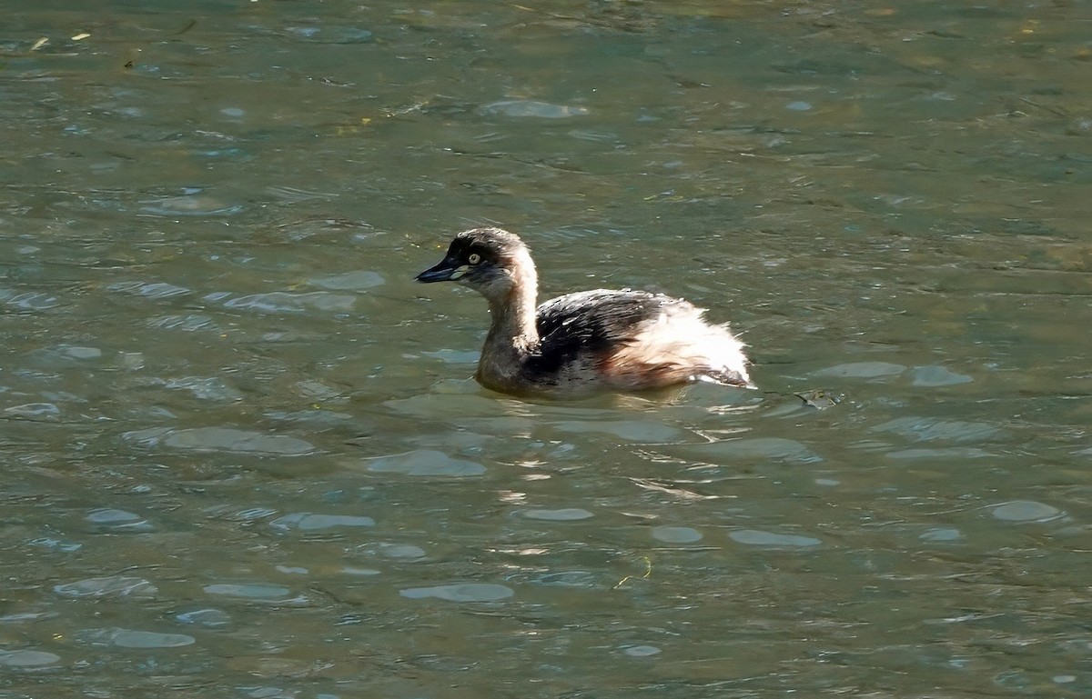 Australasian Grebe - ML643528311