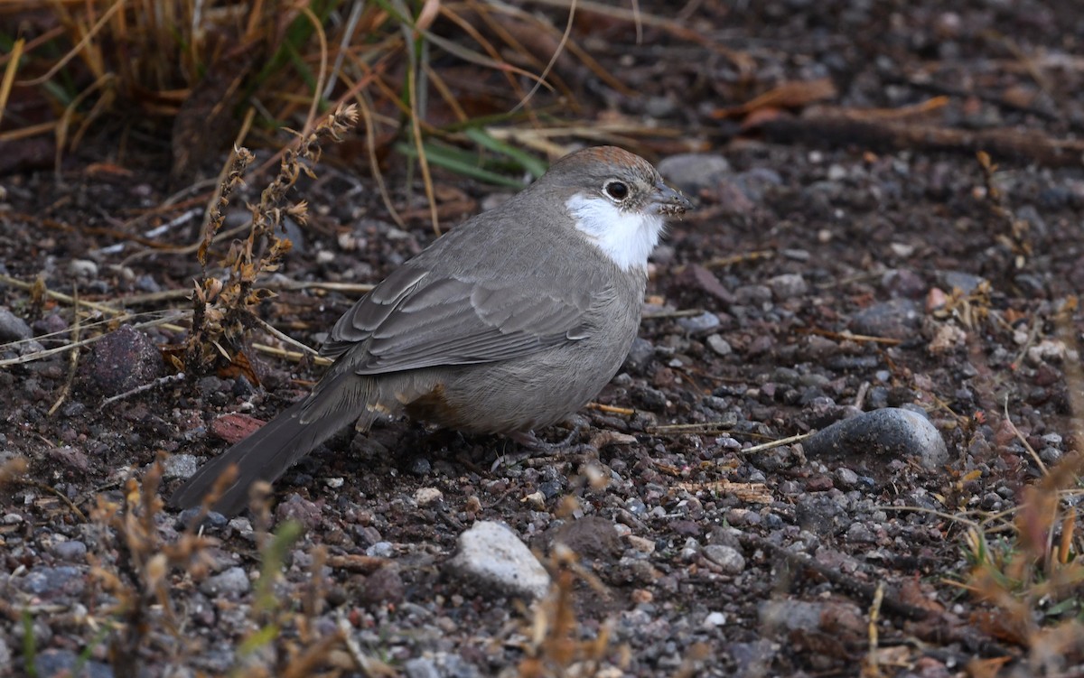 Canyon Towhee - ML643528314