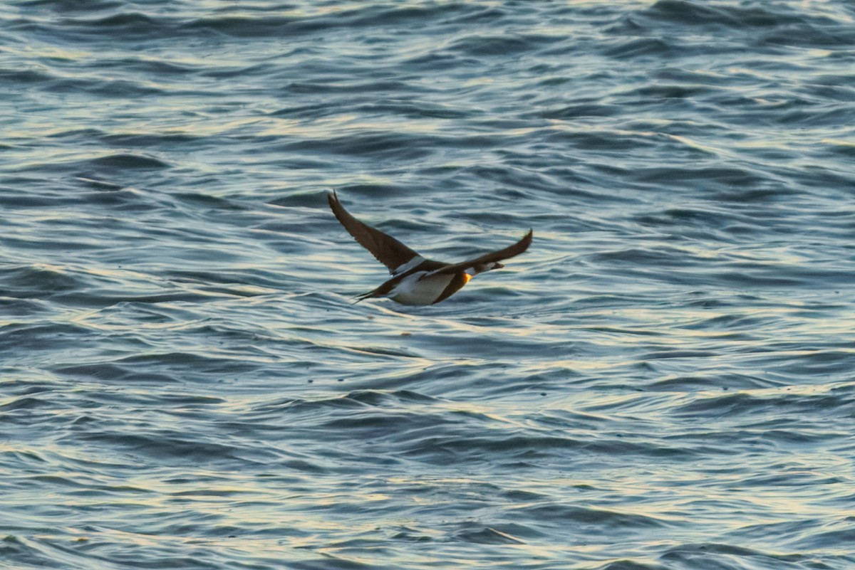 Long-tailed Duck - ML643528319