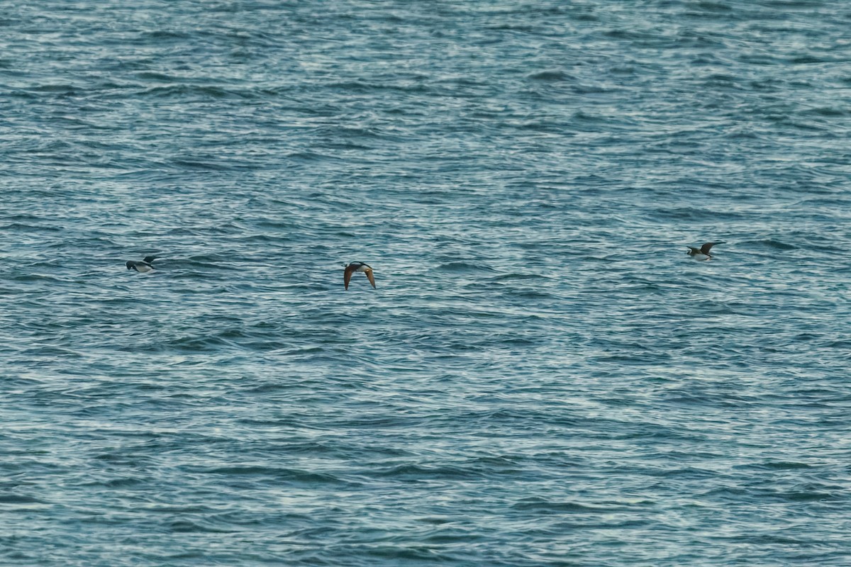 Long-tailed Duck - ML643528320