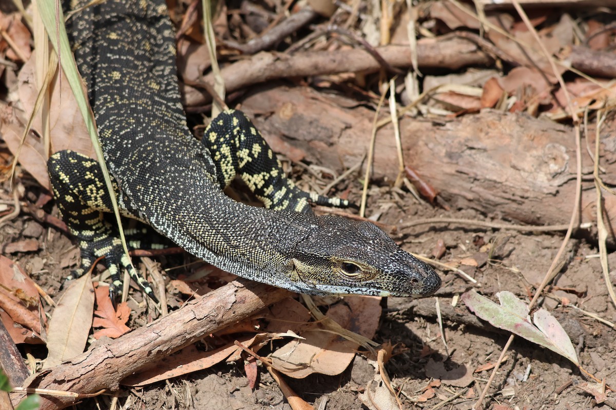 Lace Monitor - ML643528326