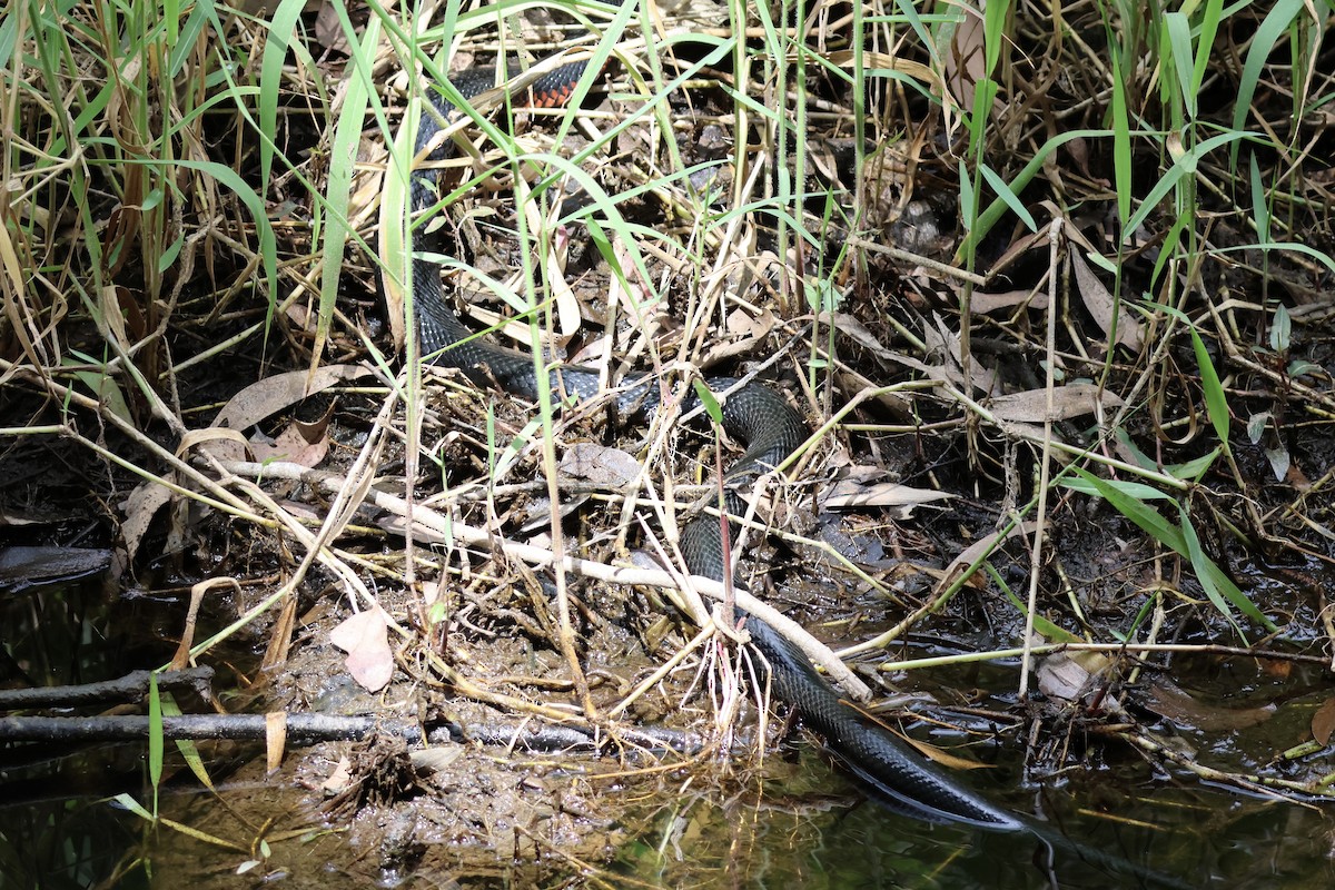 Red-bellied Black Snake - ML643528327