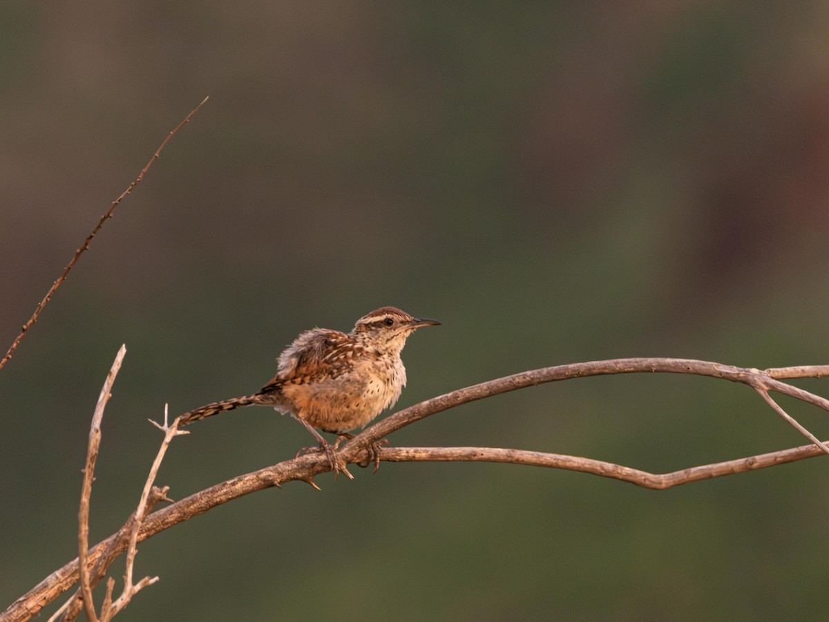 Cactus Wren - ML643528331
