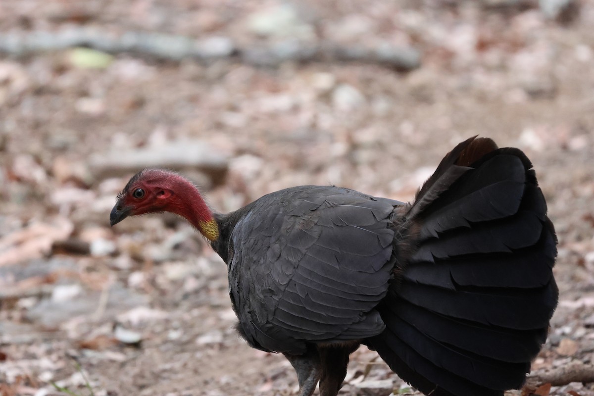 Australian Brushturkey - ML643528341