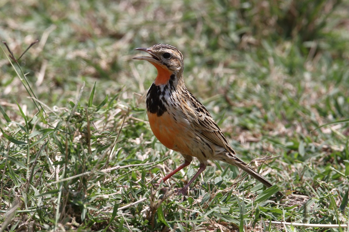 Rosy-throated Longclaw - ML643528342