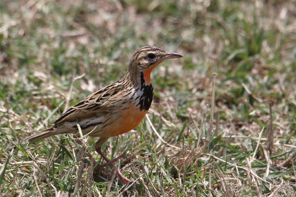 Rosy-throated Longclaw - ML643528343