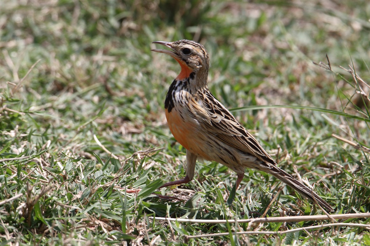 Rosy-throated Longclaw - ML643528344