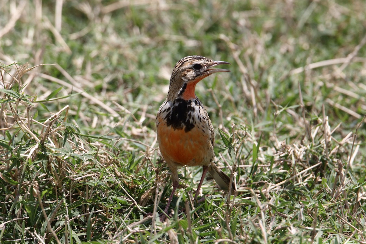 Rosy-throated Longclaw - ML643528347