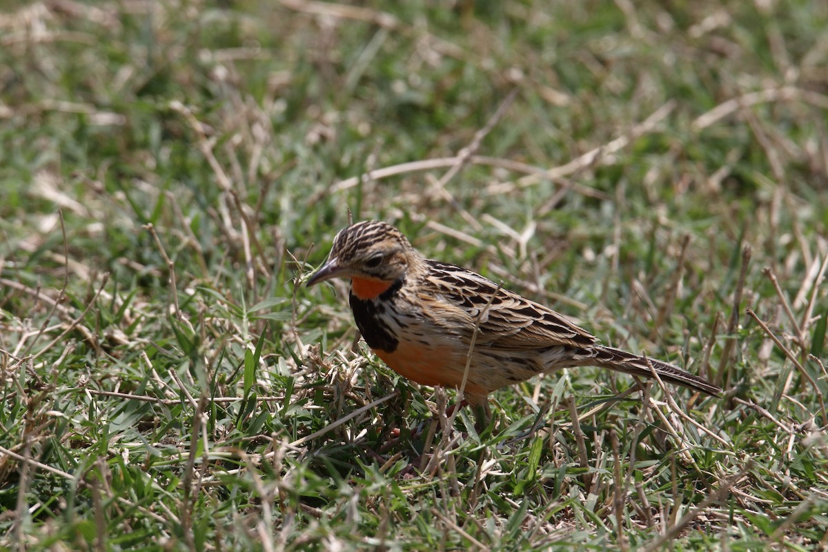 Rosy-throated Longclaw - ML643528349