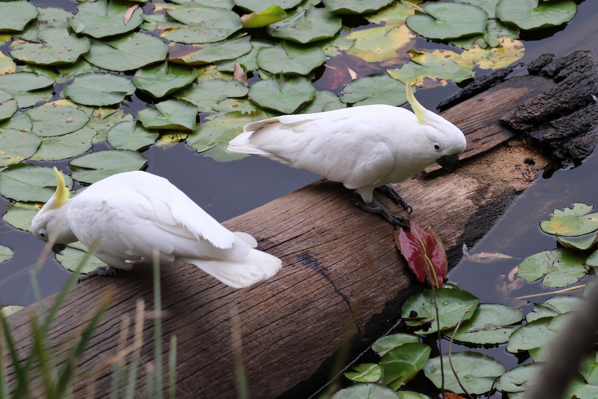 Sulphur-crested Cockatoo - ML643528351