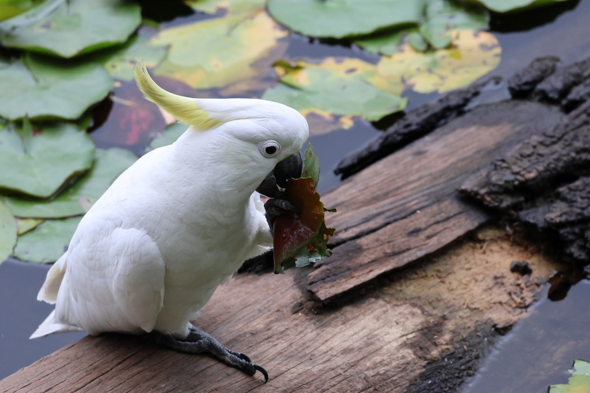 Sulphur-crested Cockatoo - ML643528352