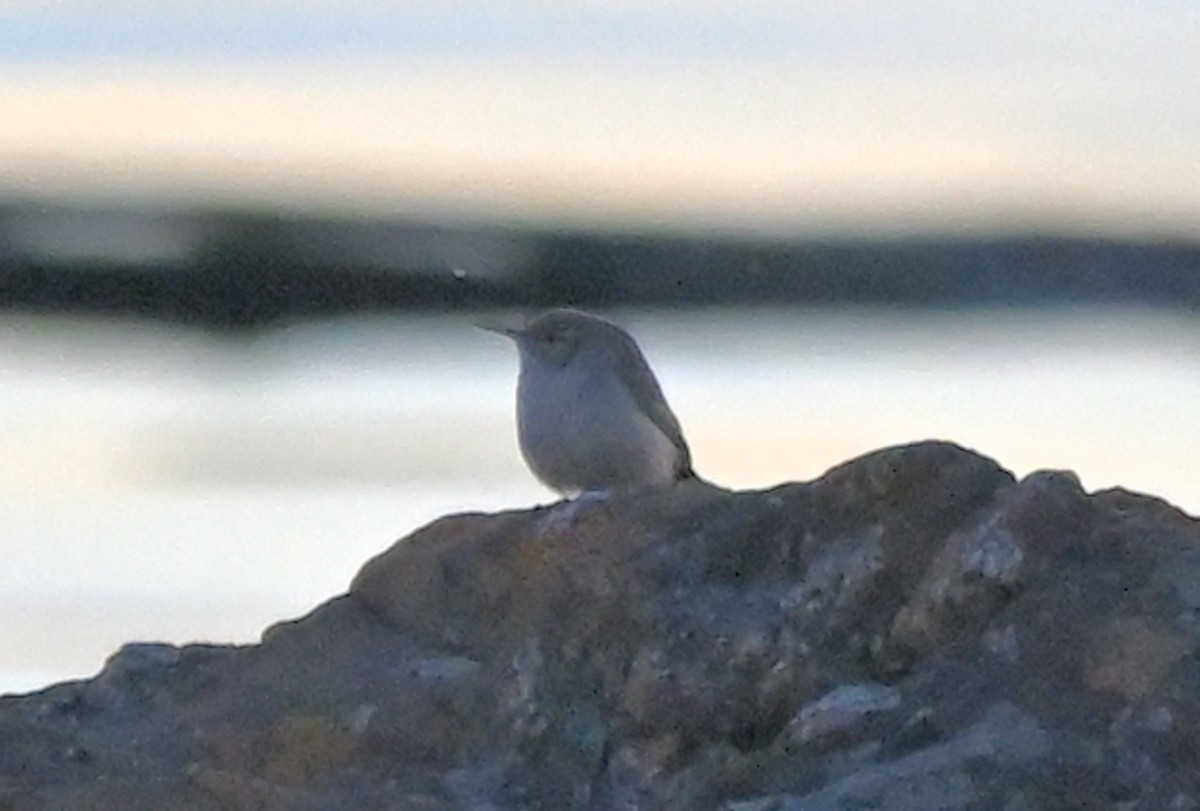 Rock Wren - ML643528353