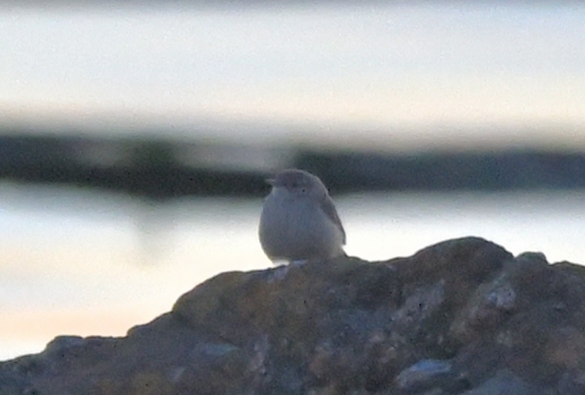 Rock Wren - ML643528354