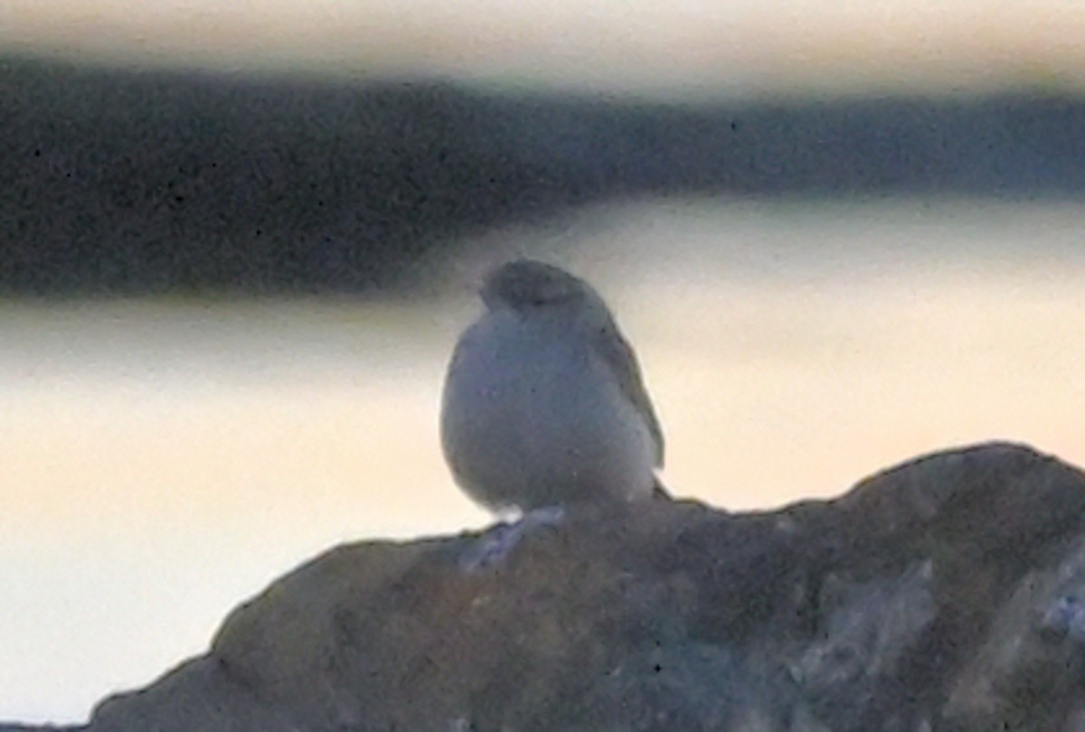 Rock Wren - ML643528355