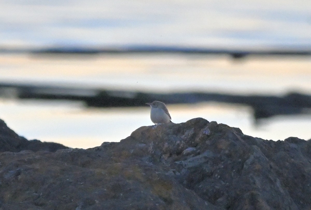 Rock Wren - ML643528357