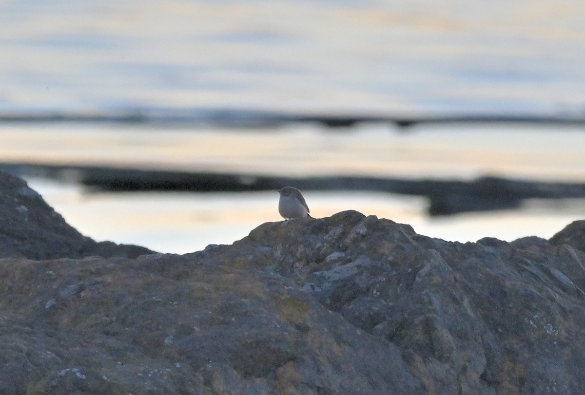 Rock Wren - ML643528358