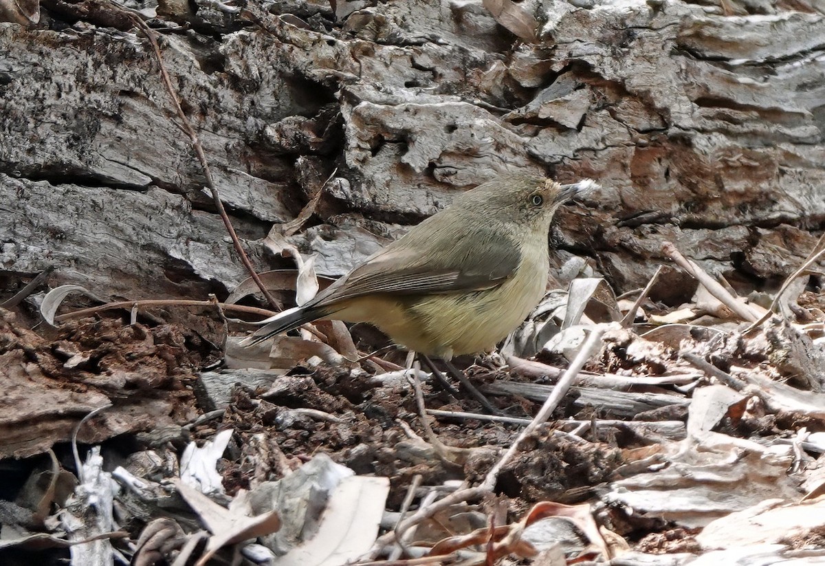 Buff-rumped Thornbill - ML643528377