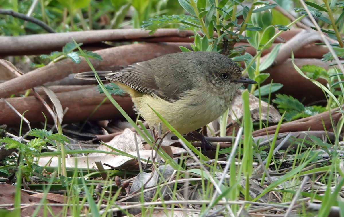Buff-rumped Thornbill - ML643528378