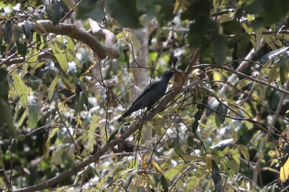 Sahul Cicadabird - ML643528379