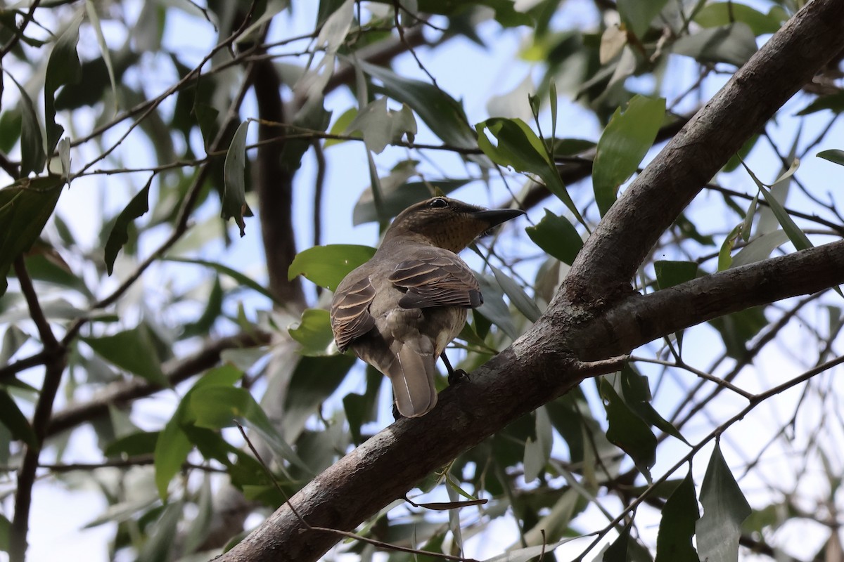 Sahul Cicadabird - ML643528380