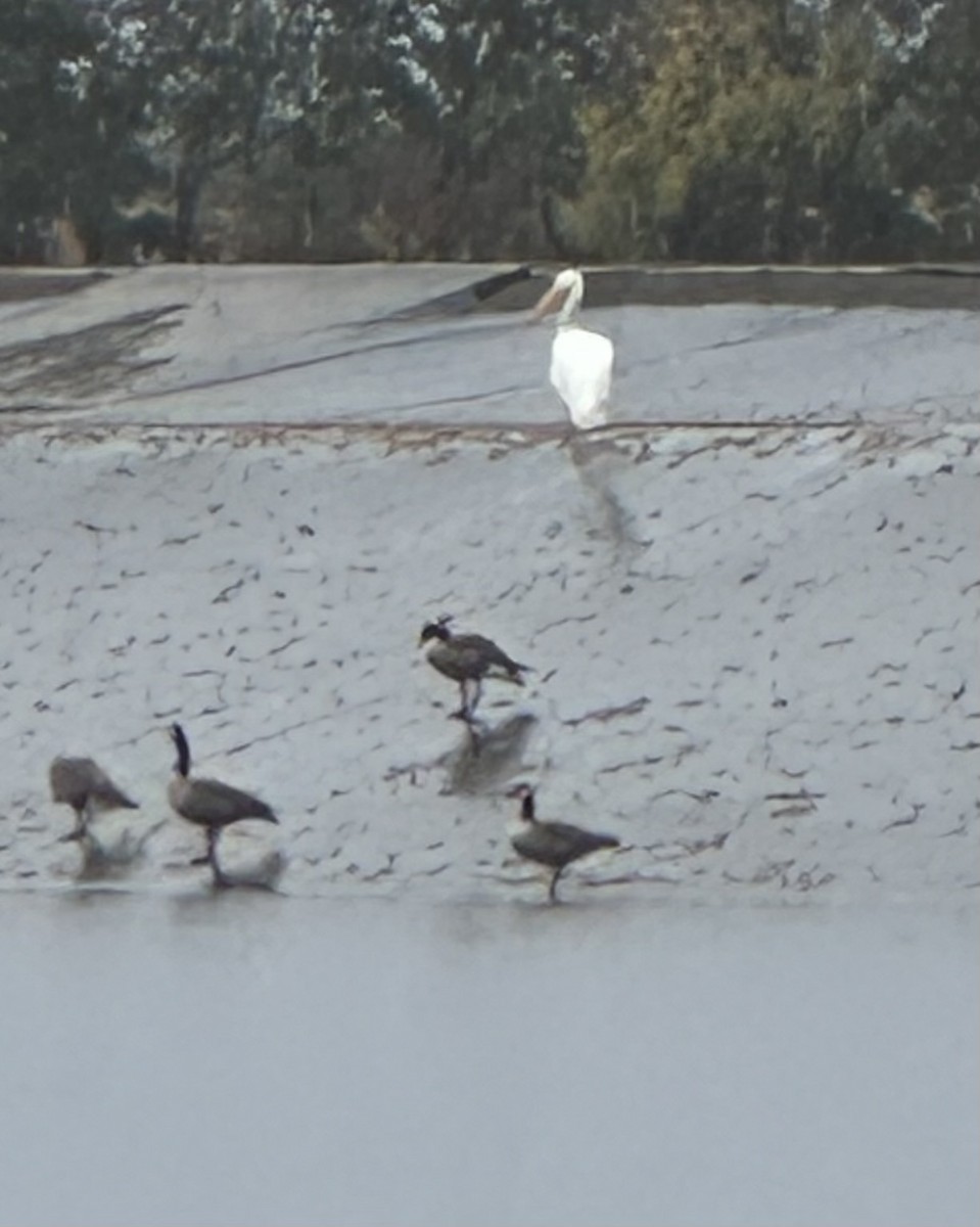 American White Pelican - ML643528394
