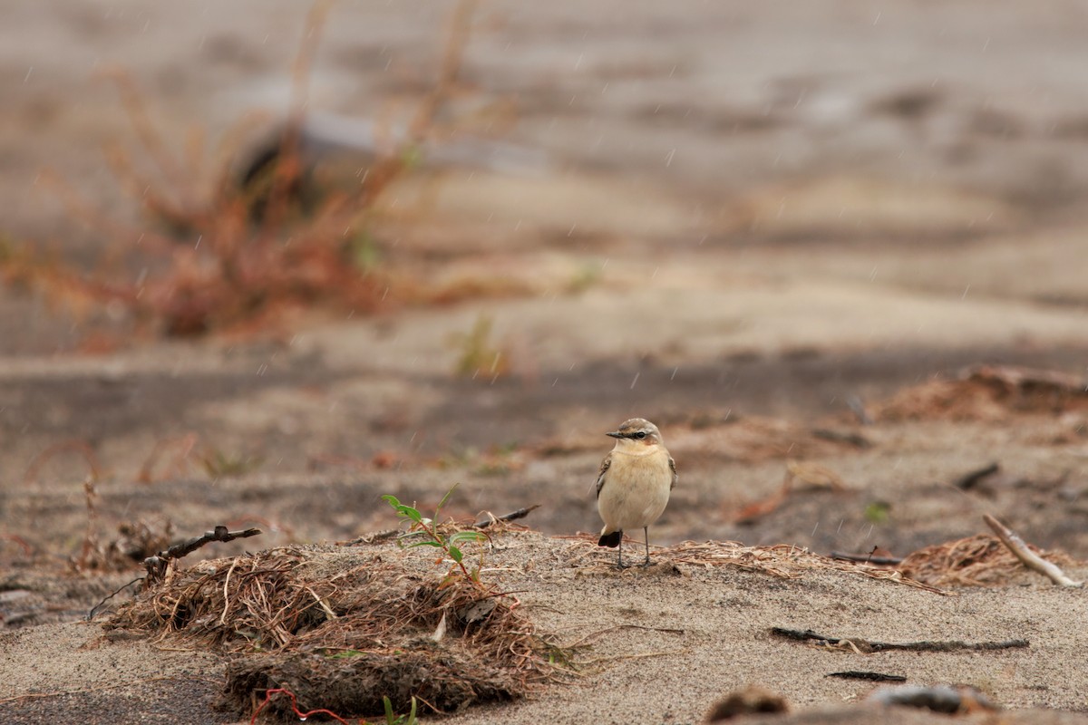 Northern Wheatear (Eurasian) - ML643528425