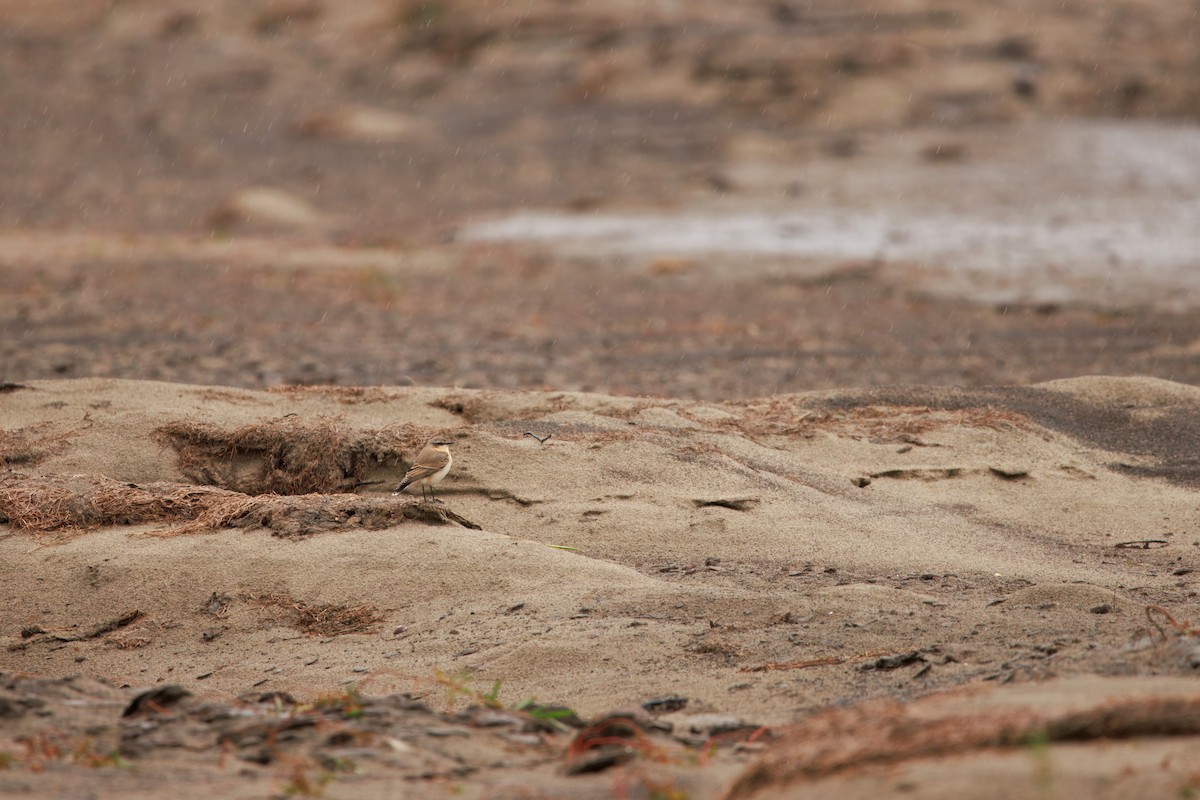 Northern Wheatear (Eurasian) - ML643528429
