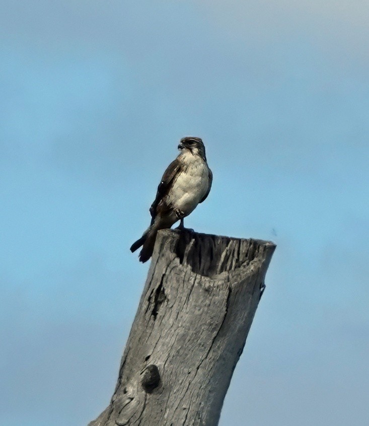 Brown Falcon - ML643528436