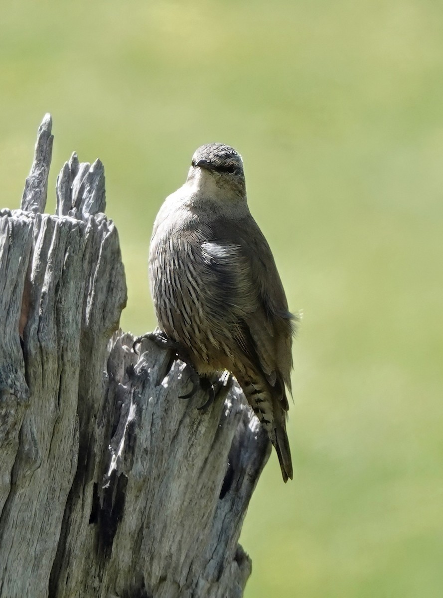 Brown Treecreeper - ML643528439